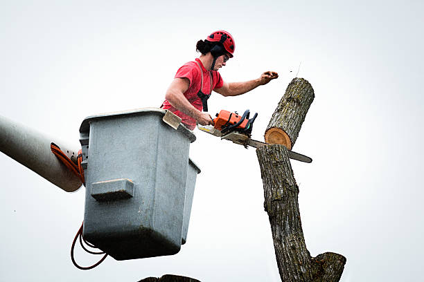 Trusted Mount Ephraim, NJ Tree Care Experts